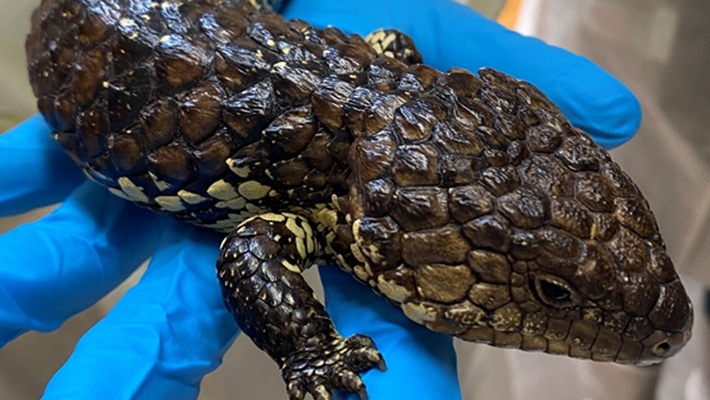 Shingleback – the most trafficked species out of Australia. Photo: P Meagher