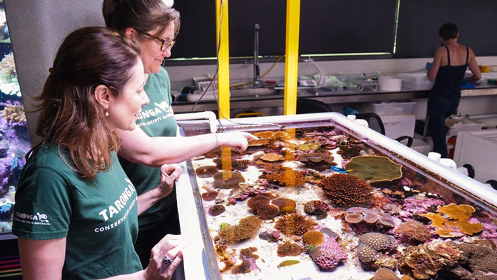 Dr Justine O’Brien (left) and Dr Rebecca Hobbs (right) at the Australian Institute of Marine Science’s National Sea Simulator during coral spawning on the Great Barrier Reef.