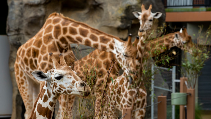 Our Giraffe herd.