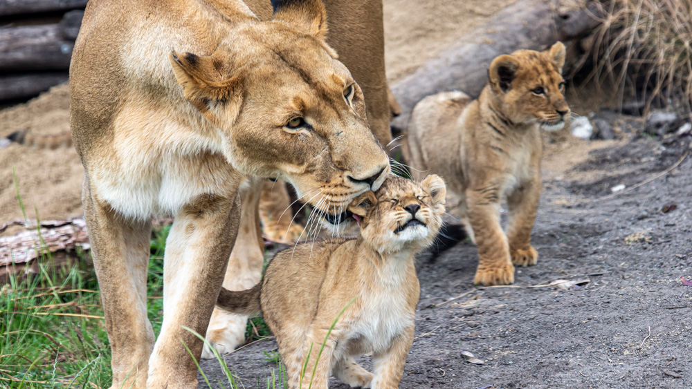 Mum, Maya, grooms one of her cubs in the African Savannah exhibit.