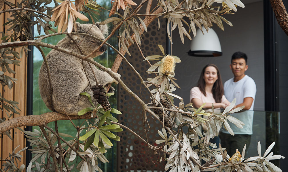 Couple overlooking Koala at the Wildlife Retreat at Taronga.