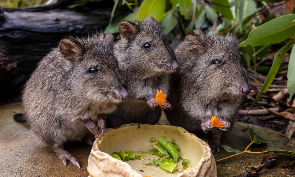 Three animals enjoying a meal in the Sanctuary at the Wildlife Retreat at Taronga.