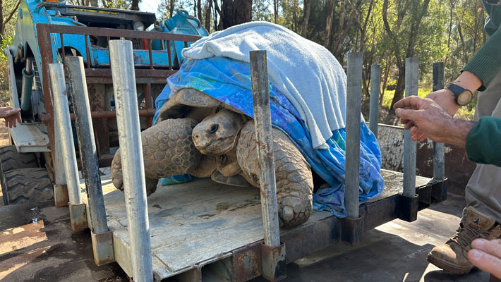 Galapagos Tortoise at Taronga Western Plains Zoo 