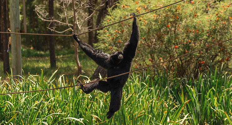 Siamang Kasarna