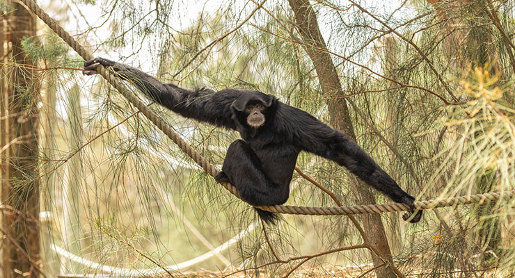Siamang Kasem learns the ropes.