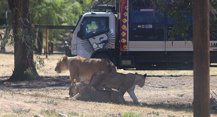 The Pride Lands Patrol tour is a great way to see the pride up close.