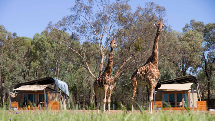 Room with a view! Animal View Lodges overlook the savannah