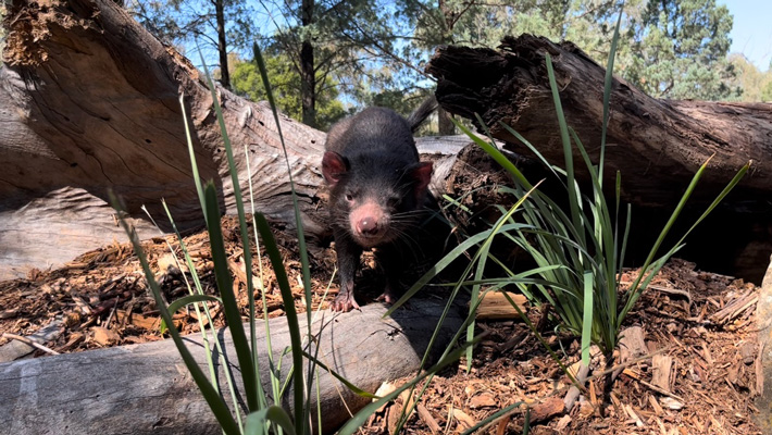 Tasmania Devil exploring their exhibit. Photo: Bridget Kaitler