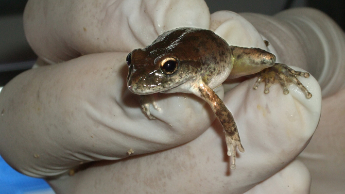 Booroolong Frog. Photo: Peter Harlow