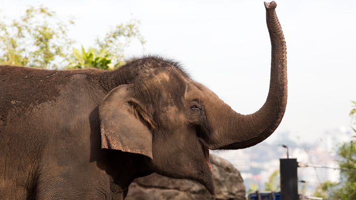 Asian Elephant at Taronga Zoo Sydney.