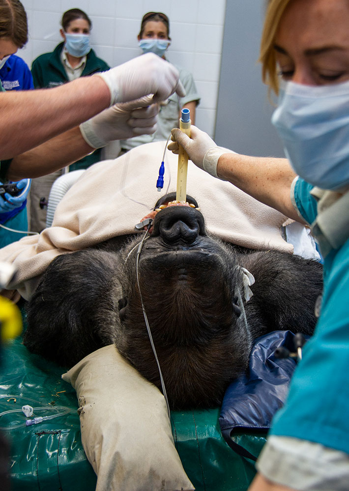 Kibali is assessed by staff at Taronga Wildlife Hospital