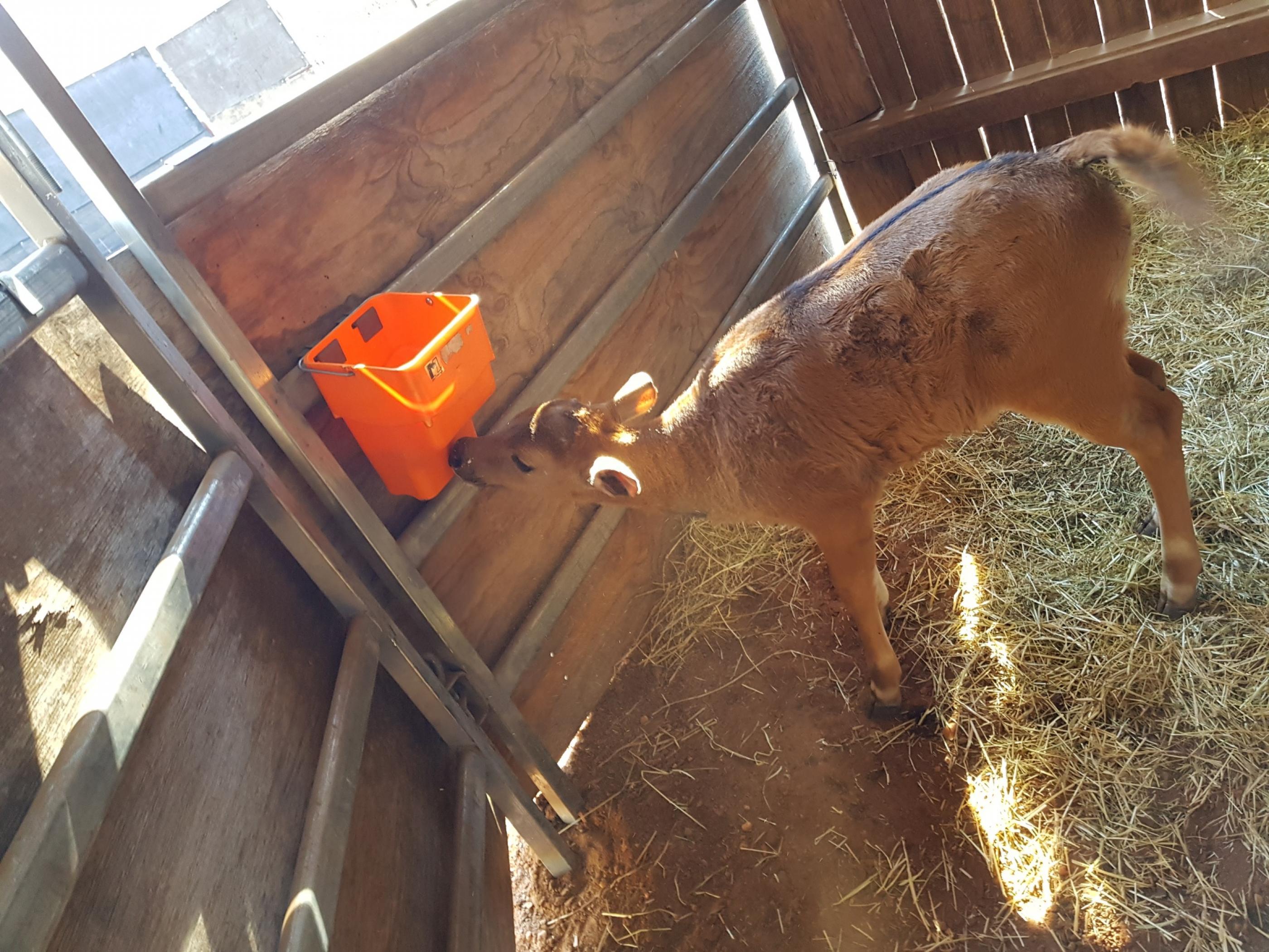 Mooie and the special feeder in the rearing yard