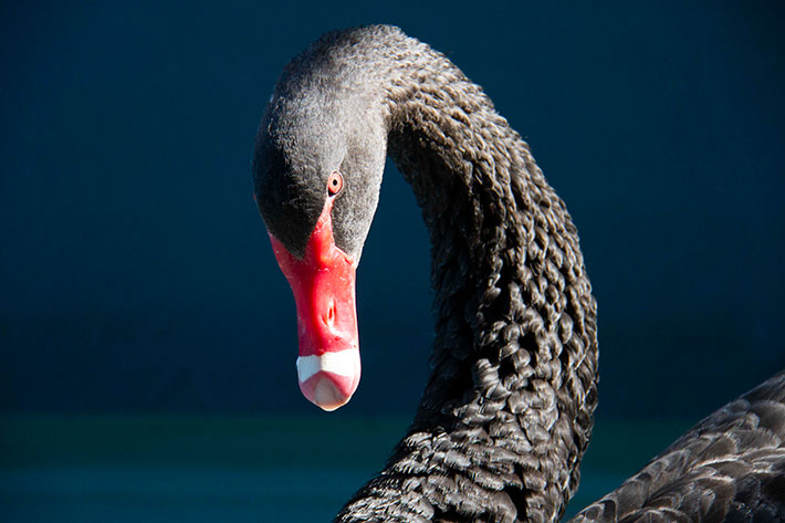 Swan close up