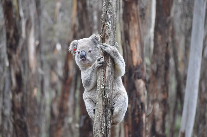 koala