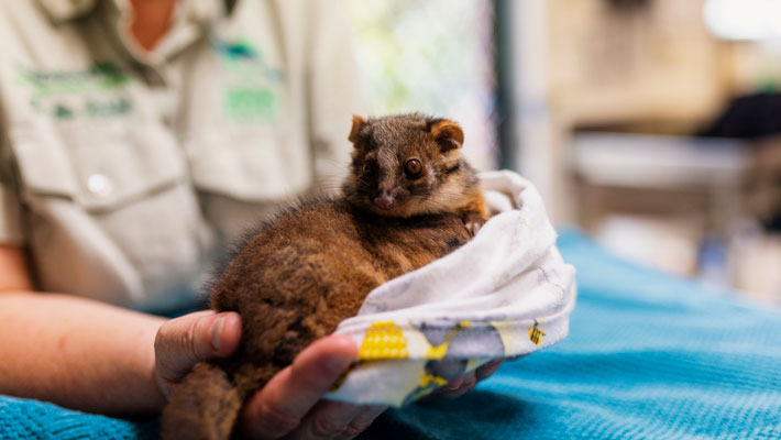 Ringtail possums at Taronga Wildlife Hospital