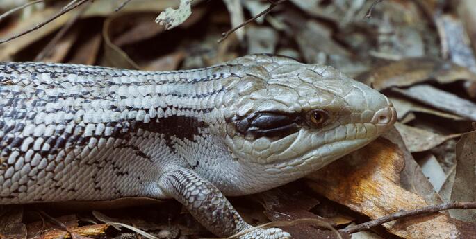 Early Stage 1: Caring for Country: Stories from Land, Water and Sky