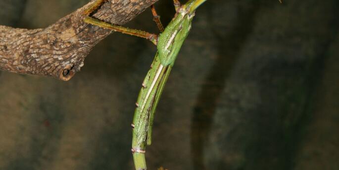 Stage 1: Data Detectives: Living things change over time