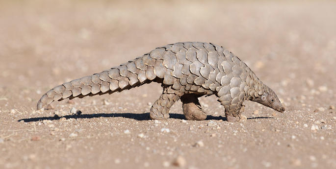 Taronga helps rally support for pangolins in Nepal