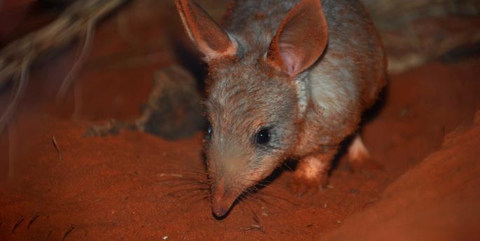 Taronga celebrates Bilby births following Royal visit