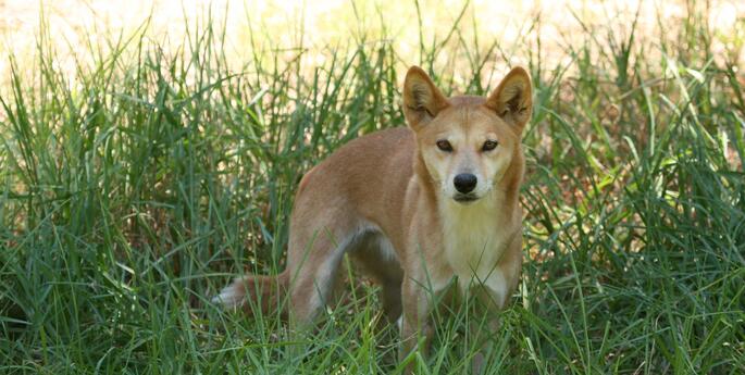 Dingo? Bingo!