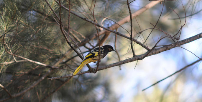 Our Special ‘K’, the Reclusive Regent Honeyeater