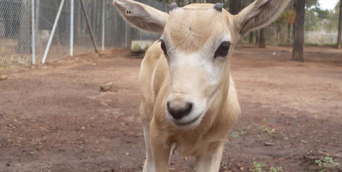 A third Addax calf born