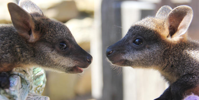 Orphaned wallaby pair set to become playmates