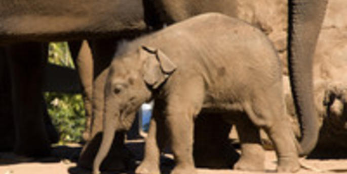 Getting ready for a baby Elephant at Taronga Zoo Sydney