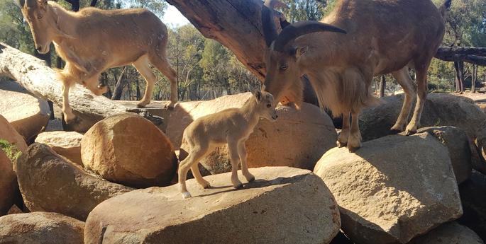Spring has sprung at the Zoo