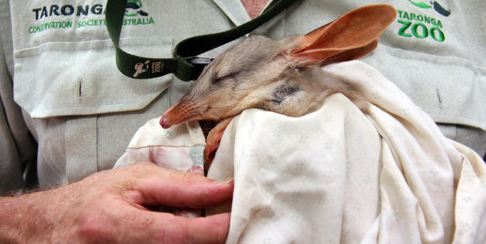 Taronga invites public to help name baby Bilbies
