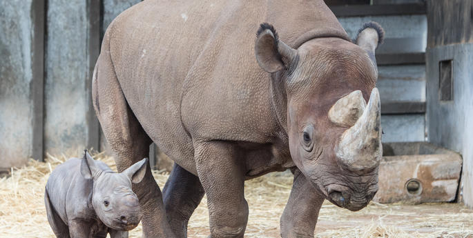 It's a boy! Precious new arrival debuts in Dubbo