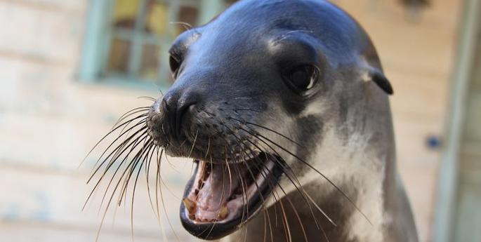 Taronga’s Two New Sea-lions Enjoy a Holiday Splash