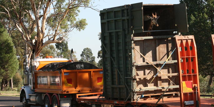 Giraffe heads to nation's capital