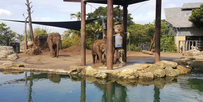 Trunk or treat? An enriching Halloween for Taronga’s elephants