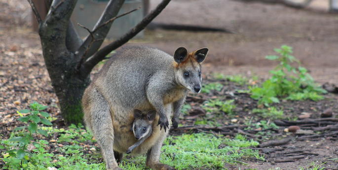 Swamp Wallaby joeys start to explore