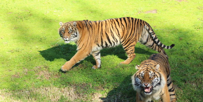 Tree change for Tigers