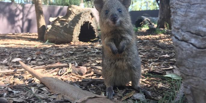 Quokka joey emerges