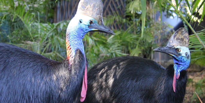 Cassowary Pair Ready for Spring