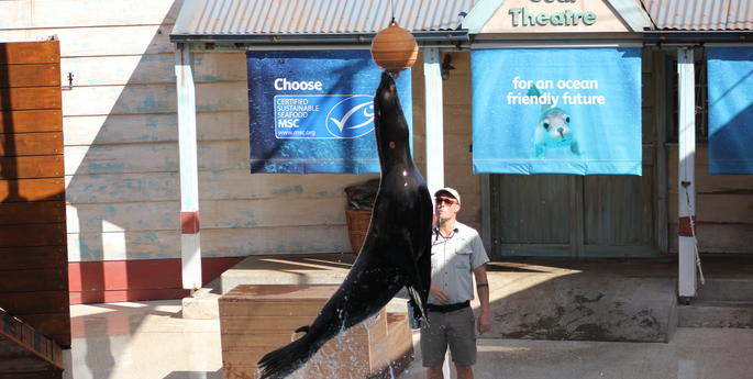 Taronga's New Seal Presentation Makes a Splash