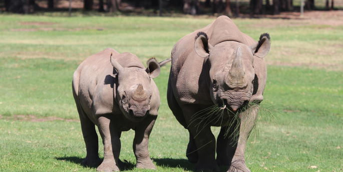 DOUBLE RHINO MILESTONES AT TARONGA WESTERN PLAINS ZOO