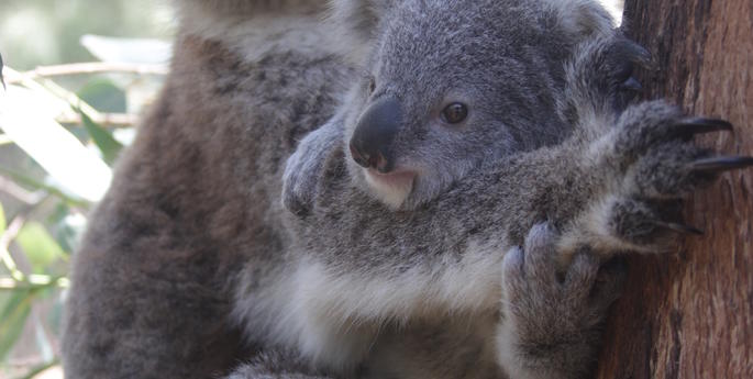 Aussie baby boom