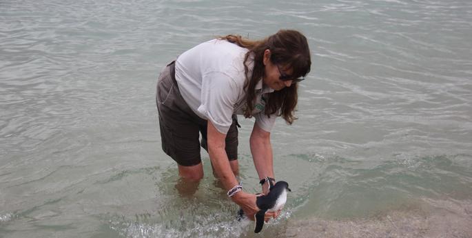 Taronga wildlife hospital returns five penguins to the wild