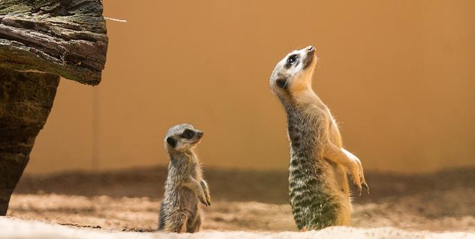 Keepers choose names for playful pups