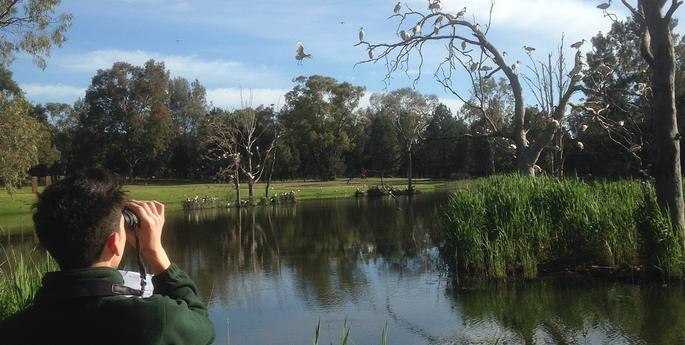 Joining the Aussie Backyard Bird Count