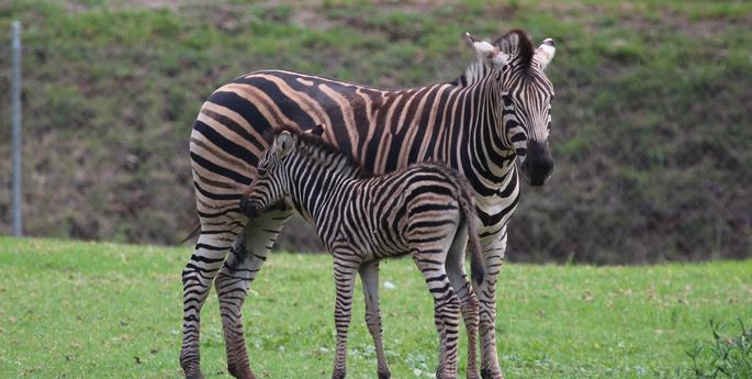 Birth of Zebra foal ends successful year at the Zoo