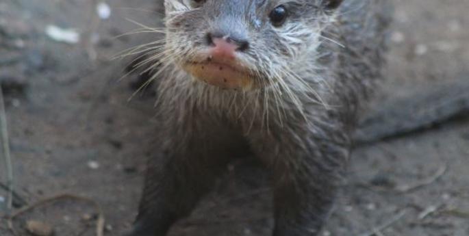 World Otter Day