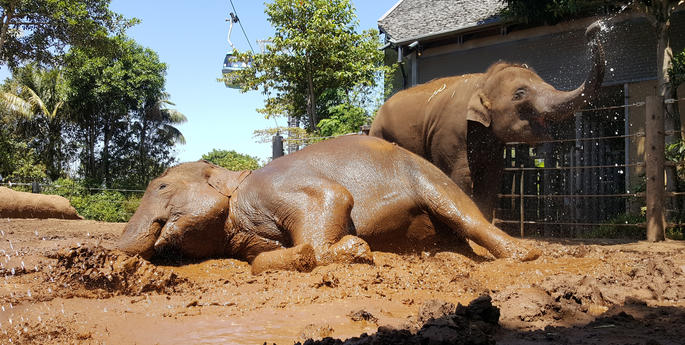 Mud, glorious mud