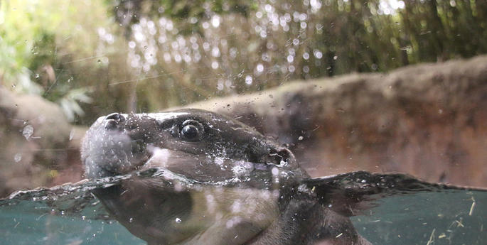 Pygmy Hippo laps up the fun