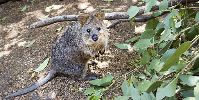 A day in the life of the world's happiest animals