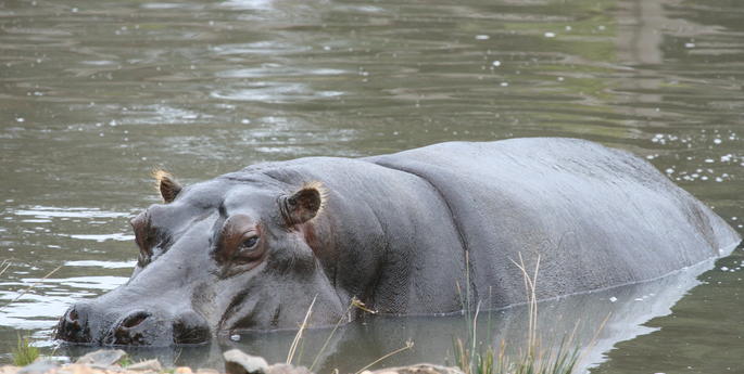 Vale Suzie Hippo